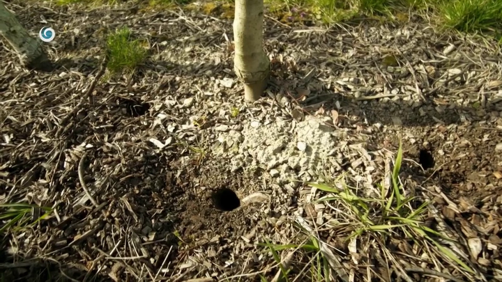 Nova zahrada - mykorhizne huby